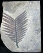 Jurassic Aged Cycad (Zamites) From France #12953-1